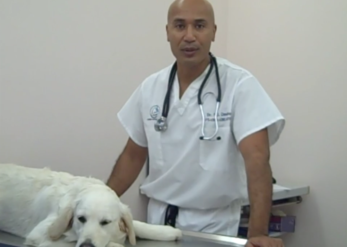 Nyon Animal Hospital, Animal Hospital Nyon, Cabinet Vétérinaire International, Nyon Veterinarian, veterinarian Nyon, Nyon Animal Hospitals, Animal Hospitals Nyon