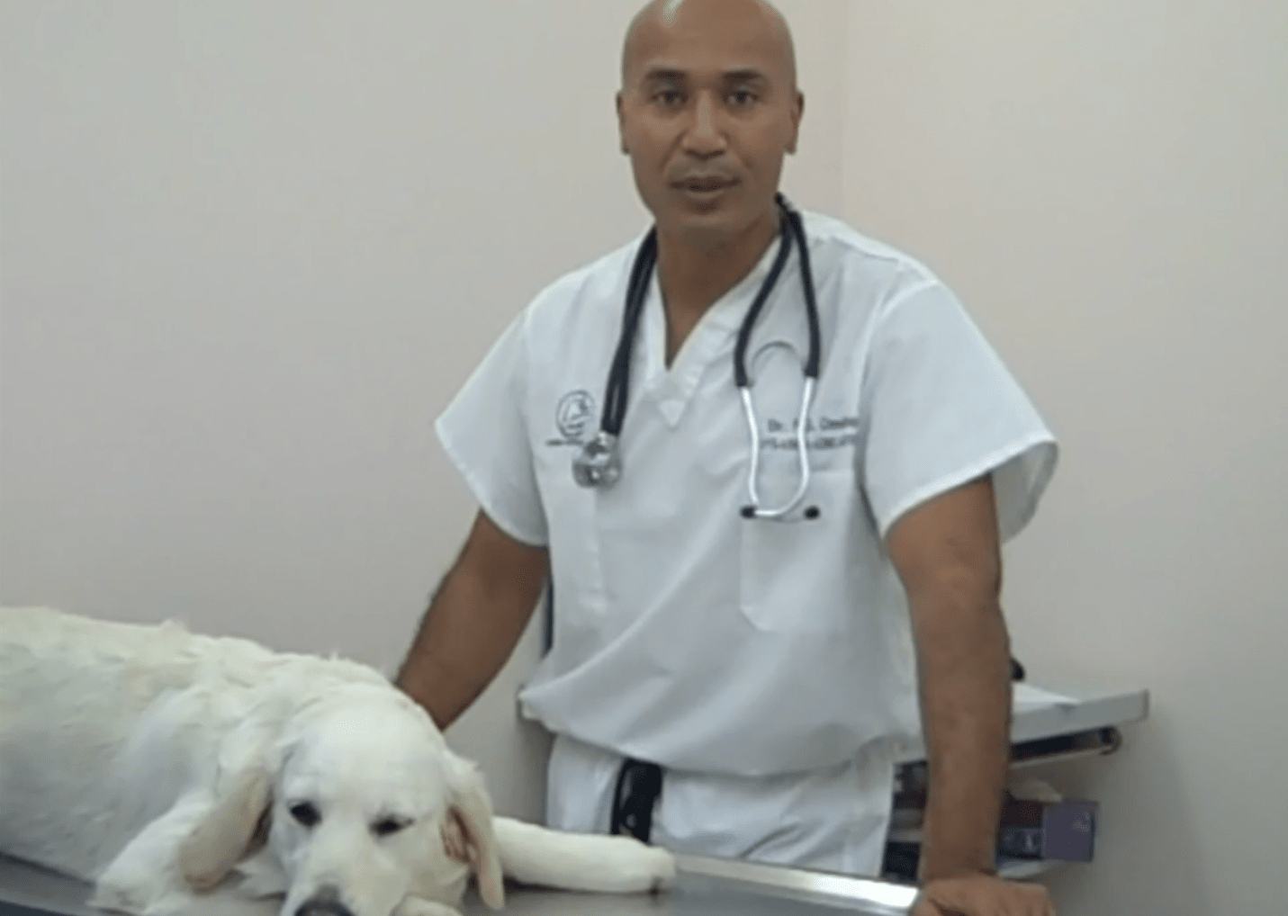 Nyon Animal Hospital, Animal Hospital Nyon, Cabinet Vétérinaire International, Nyon Veterinarian, veterinarian Nyon, Nyon Animal Hospitals, Animal Hospitals Nyon